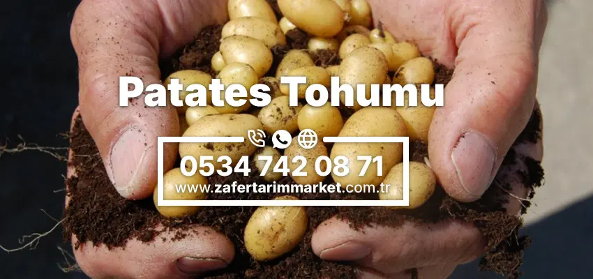 Patates Tohumu