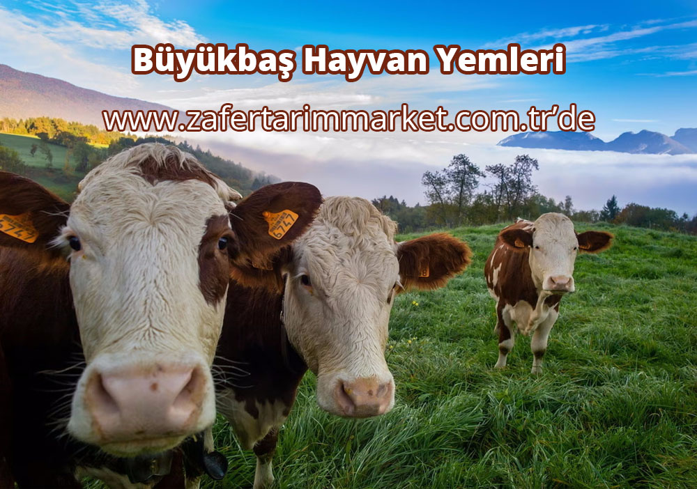 Büyükbaş Hayvan Yemleri